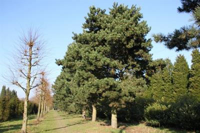 Pinus nigra